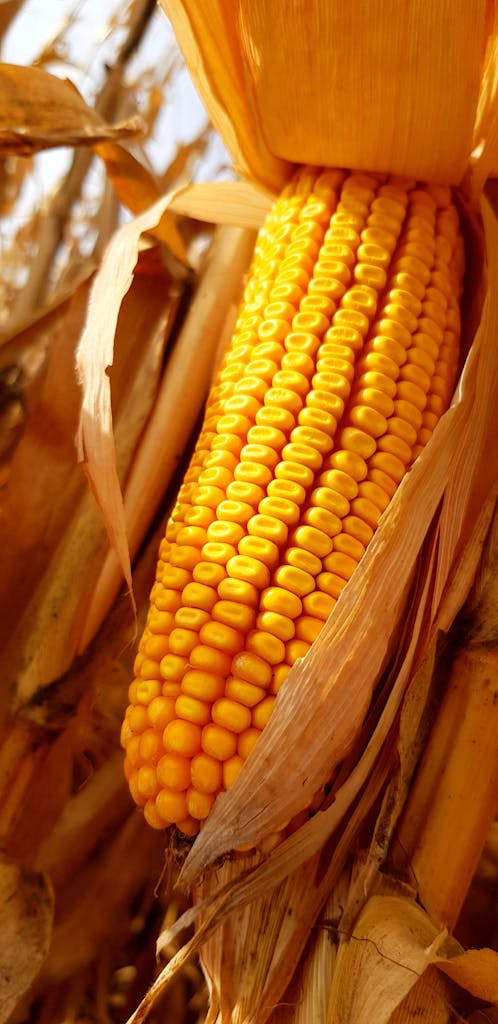 A detailed photograph of a fresh ear of yellow corn nestled in its husk, highlighting its natural beauty.